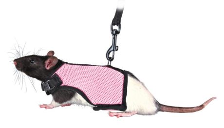 TRX petnešos žiurkei
